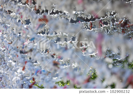 Omikuji tied at the bill office at Tomioka Hachimangu Shrine 102900232