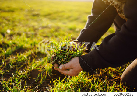 Farmer hand touches green leaves of young wheat in the field. Green Young wheat seedlings in hands. Farmer hand touches green leaves of young wheat in the field. Green Young wheat seedlings in hands. 102900233