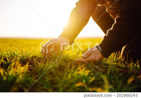 Farmer hand touches green leaves of young wheat in the field. Green Young wheat seedlings in hands. 102900243