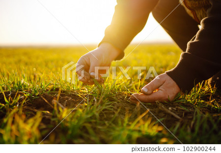 Farmer hand touches green leaves of young wheat in the field. Green Young wheat seedlings in hands. 102900244