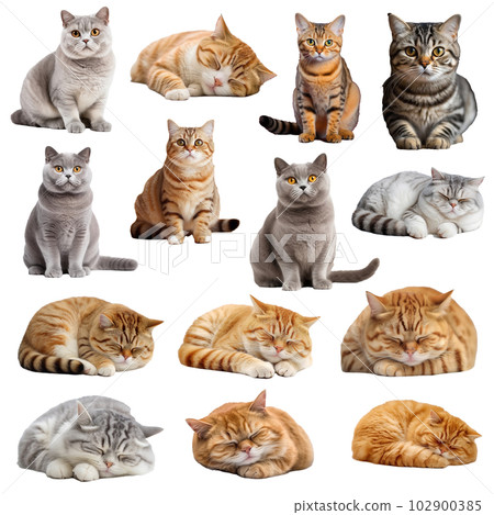 cat, pussy, animal 102900385