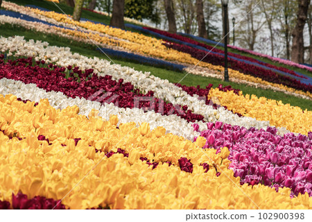 Colorful Tulips At Emirgan Park, Istanbul Colorful Tulips At Emirgan Park, Istanbul 102900398
