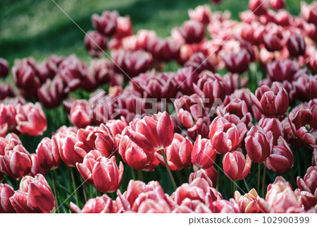 Red tulip flowers Red tulip flowers 102900399