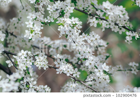 Plum spring flowers 102900476