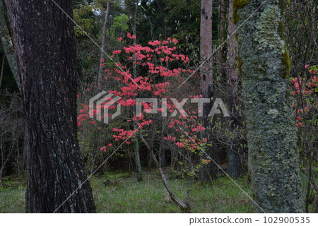 15 Rhododendron azaleas in Kurosawa Marsh (Urushi River, Ikeda-cho, Miyoshi City, Tokushima Prefecture) 15 Rhododendron azaleas in Kurosawa Marsh (Urushi River, Ikeda-cho, Miyoshi City, Tokushima Prefecture) 102900535