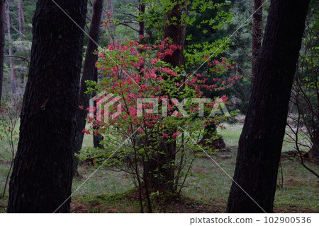 16 黑澤濕原杜鵑花（德島縣三好市池田町漆川） 102900536