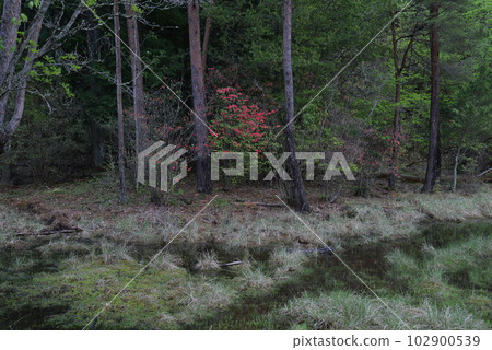 Rhododendron azalea 19 in Kurosawa Marsh (Urushi River, Ikeda-cho, Miyoshi City, Tokushima Prefecture) Rhododendron azalea 19 in Kurosawa Marsh (Urushi River, Ikeda-cho, Miyoshi City, Tokushima Prefecture) 102900539