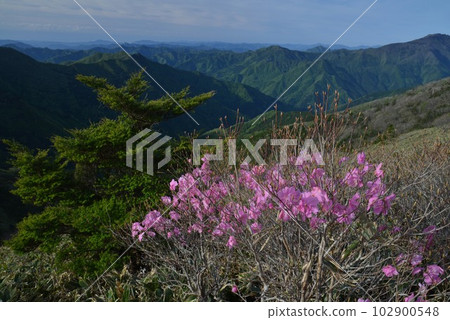UFO線上的曙杜鵑花和群山(高知縣伊野町金賀林道) UFO線上的曙杜鵑花和群山(高知縣伊野町金賀林道) 102900548