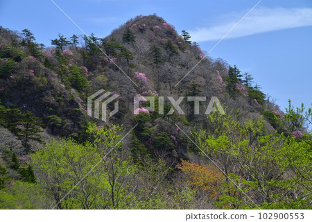 Jineko-no-kashira和Akebono-tsutsuji(高知縣伊野町) Jineko-no-kashira和Akebono-tsutsuji(高知縣伊野町) 102900553