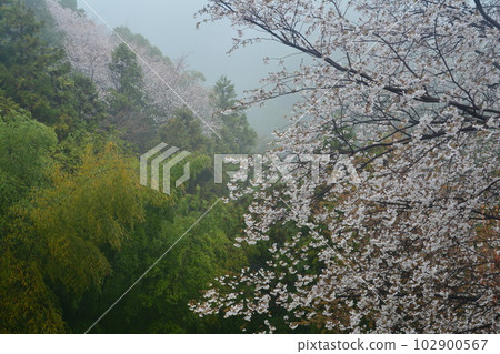 Hakkyo no Sakura 5 (Hakkyo, Nankoku City, Kochi Prefecture) (in the fog) 102900567