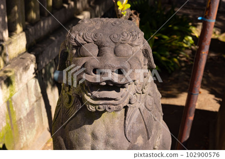 Komainu of Tomioka Hachimangu [Shrine image] 102900576