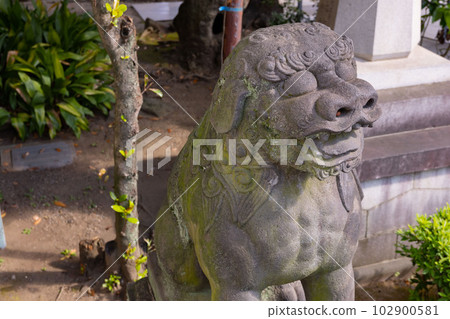 Komainu of Tomioka Hachimangu [Shrine image] 102900581