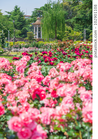 鶴舞公園,盛開的玫瑰<愛知縣名古屋市> 鶴舞公園,盛開的玫瑰<愛知縣名古屋市> 102901108