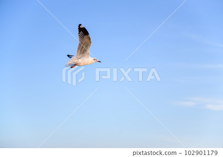 Seagull flying on blue sky in the background. bird material with copy space. 102901179