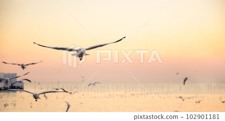seagulls flying above the sea at beautiful sunset time with a twilight scene. 102901181