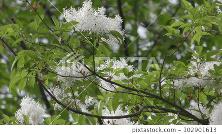 Nanja Monja 102901613