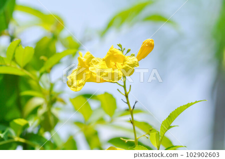 Trumpet vine, Yellow, Yellow bell or Yellow elder or yellow flower Trumpet vine, Yellow, Yellow bell or Yellow elder or yellow flower 102902603