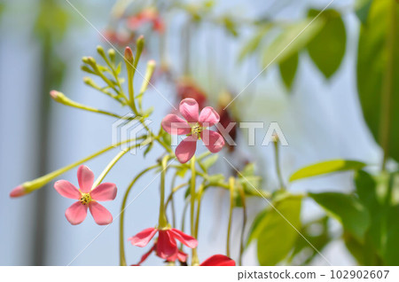 Quisqualis indica L, Chinese honey Suckle or Rangoon Creeper or Drunken Sailor or COMBRETACEAE Quisqualis indica L, Chinese honey Suckle or Rangoon Creeper or Drunken Sailor or COMBRETACEAE 102902607