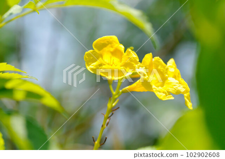 Trumpet vine, Yellow, Yellow bell or Yellow elder or yellow flower 102902608