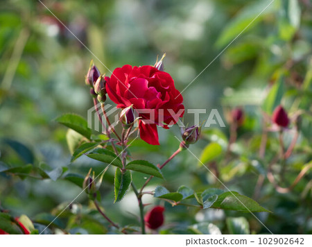 新田櫻花公園的花壇 新田櫻花公園的花壇 102902642