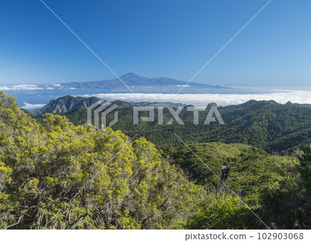 View on Tenerife island and Pico del Teide over forest and hills of Garajonay National Park seen from peak of Alto de at Garajonay mountain. White clouds and blue sky above. La Gomera, Canary Islands. 102903068