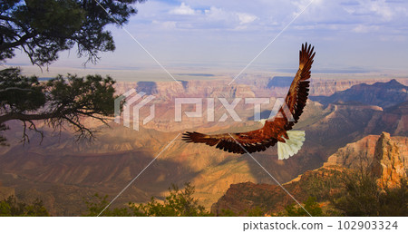 Eagle over Grand Canyon USA Eagle over Grand Canyon USA 102903324