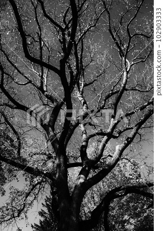 Big tree Big tree 102903333