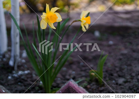 Beautiful yellow narcissus flower. yellow daffodil bush Beautiful yellow narcissus flower. yellow daffodil bush 102904097