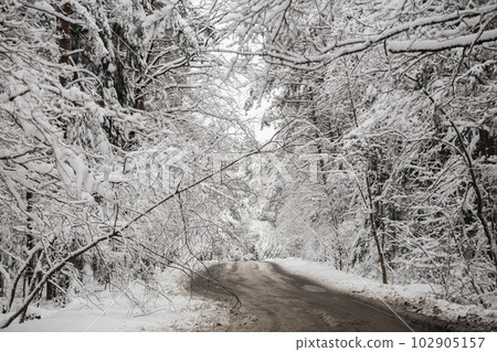 Beautiful snowy forest road Beautiful snowy forest road 102905157