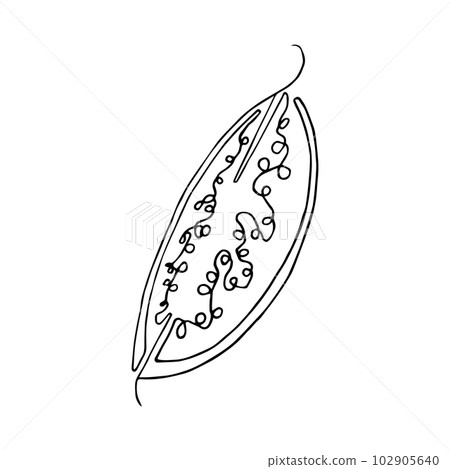 Hand drawn illustration. vector isolated fruit slice. Black outline illustration, watermelon, strawberry, grenade, pear, cherry, vector, lineart of fruit slice. Graphic grapes. grapewines. 102905640
