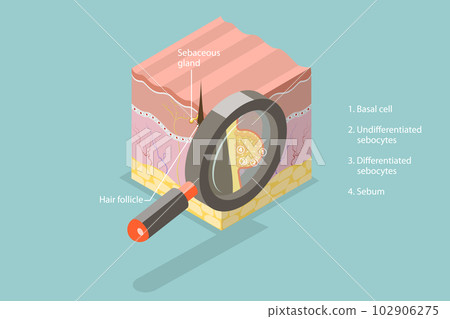 3D Isometric Flat Vector Conceptual Illustration of Sebaceous Gland 102906275