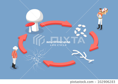 3D Isometric Flat Vector Conceptual Illustration of Mushroom Life Cycle 102906283