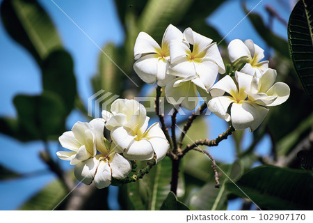 White plumaria flowers White plumaria flowers 102907170