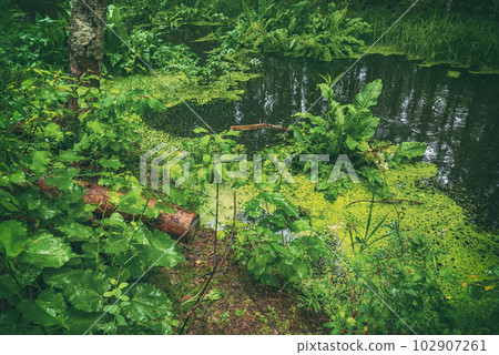 Swamp in the forest 102907261