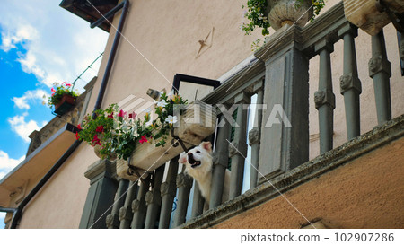 White dog looking down through the fence at the balcony during a hot summer day. 102907286