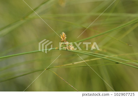 Papyrus sedge 102907725