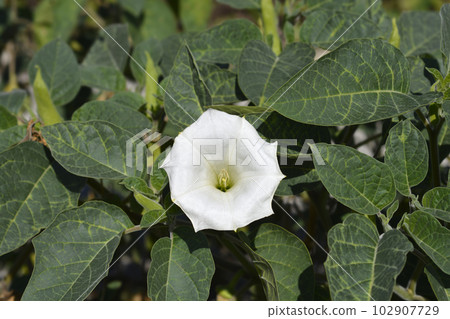 Thorn apple Inka Thorn apple Inka 102907729