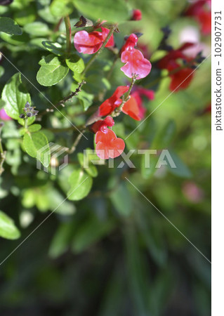 Sage Royal Bumble Sage Royal Bumble 102907731