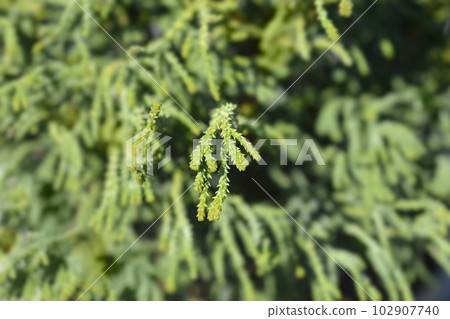 Hinoki cypress Brigitte 102907740