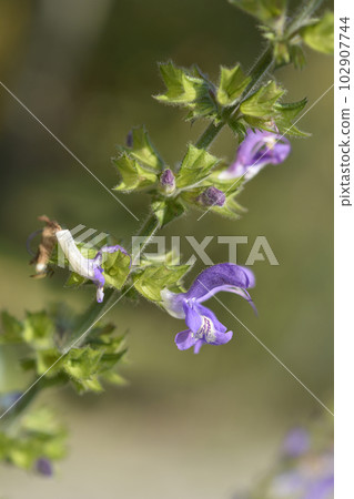 Indigo woodland sage Indigo woodland sage 102907744