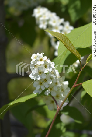 Bird cherry 102907748