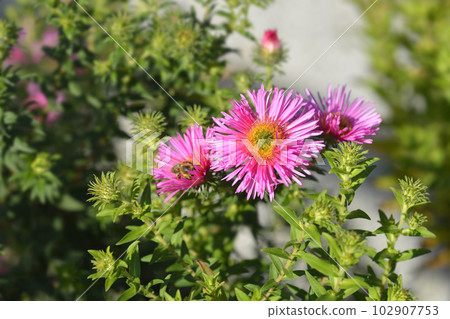 New England aster Andenken an Alma Potschke New England aster Andenken an Alma Potschke 102907753