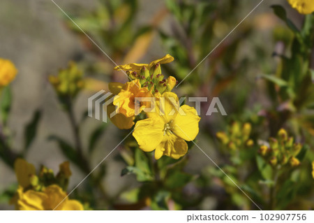 Wallflower Wallflower 102907756