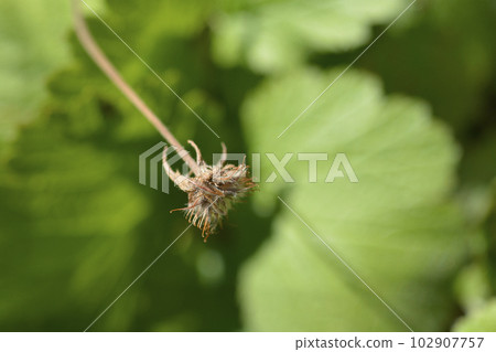 Dwarf orange avens 102907757