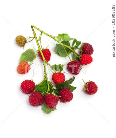 Branch of ripe red raspberrie. Lots of raspberries with leaves isolated on white background Branch of ripe red raspberrie. Lots of raspberries with leaves isolated on white background 102908188