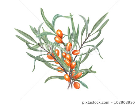 Watercolor bouquet of sea buckthorn isolated on white background. Hand drawn illustration. Juicy orange berries on branch with leaves. For birthday cards, poster, textile design, prints, pattern 102908950