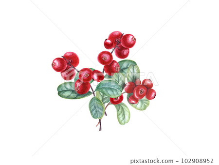 Ripe juicy red cranberries on branches with leaves on white background. Watercolor illustration for the design of invitation, patterns, cards, package design, advertising posters, labels 102908952