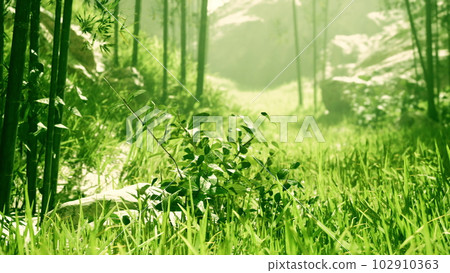 bamboo forest showing off its greenness bamboo forest showing off its greenness 102910363