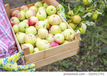 Woman farmer in gloves with freshly picked ripe apples in a wooden box. Woman farmer in gloves with freshly picked ripe apples in a wooden box. 102911741
