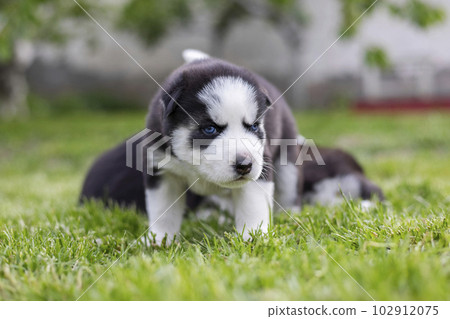 Cute husky puppy is playing on grass. Playful puppy outdoors 102912075